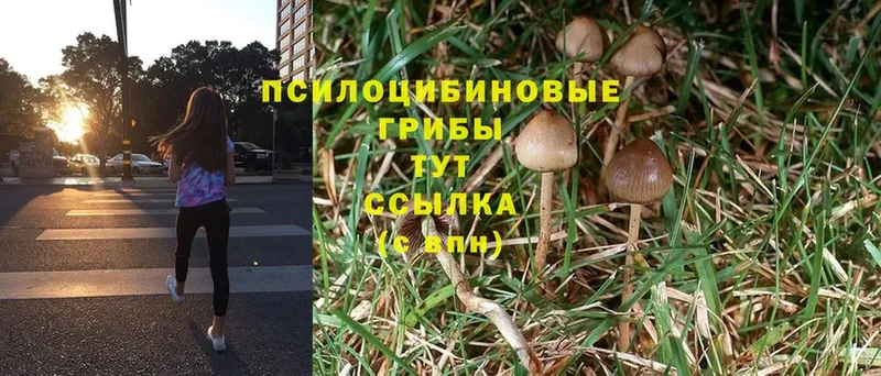 Псилоцибиновые грибы Psilocybine cubensis  сколько стоит  кракен ссылки  Вязники 